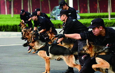 教官正在进行狼犬训练